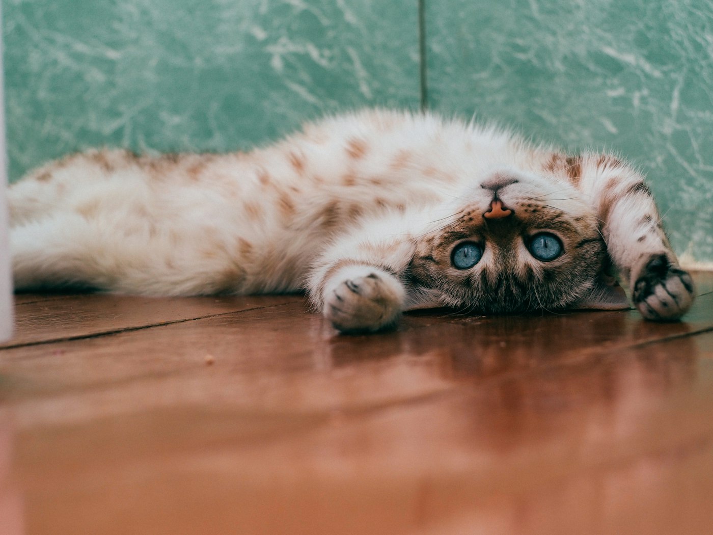 Chien ou chat en location : droits, dégâts et assurance habitation